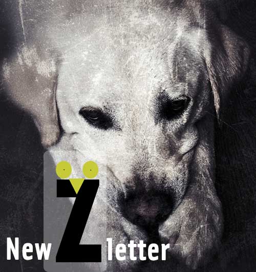 Newsletter Zinzinule Editions