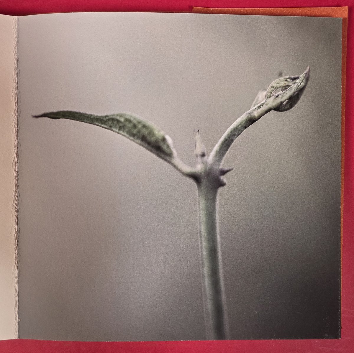 La pousse, forme fragile et pleine de promesses