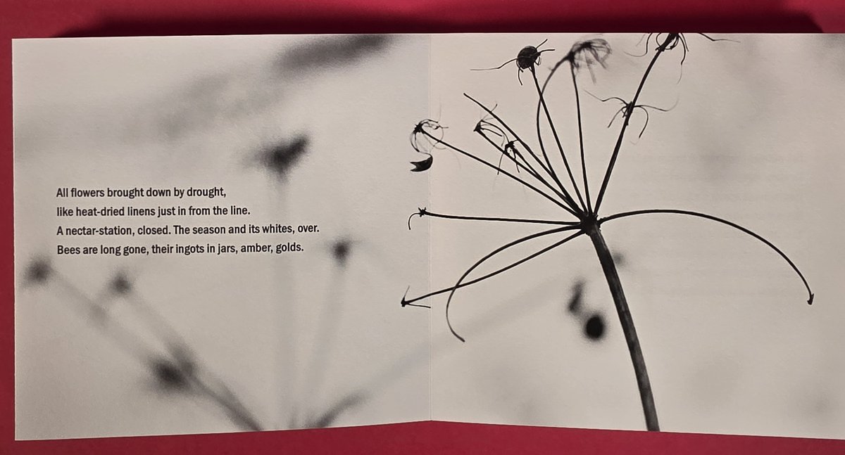 « All flowers brought down by drought »