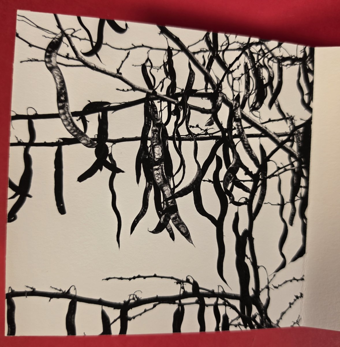 Les branchages noirs, motif du livre