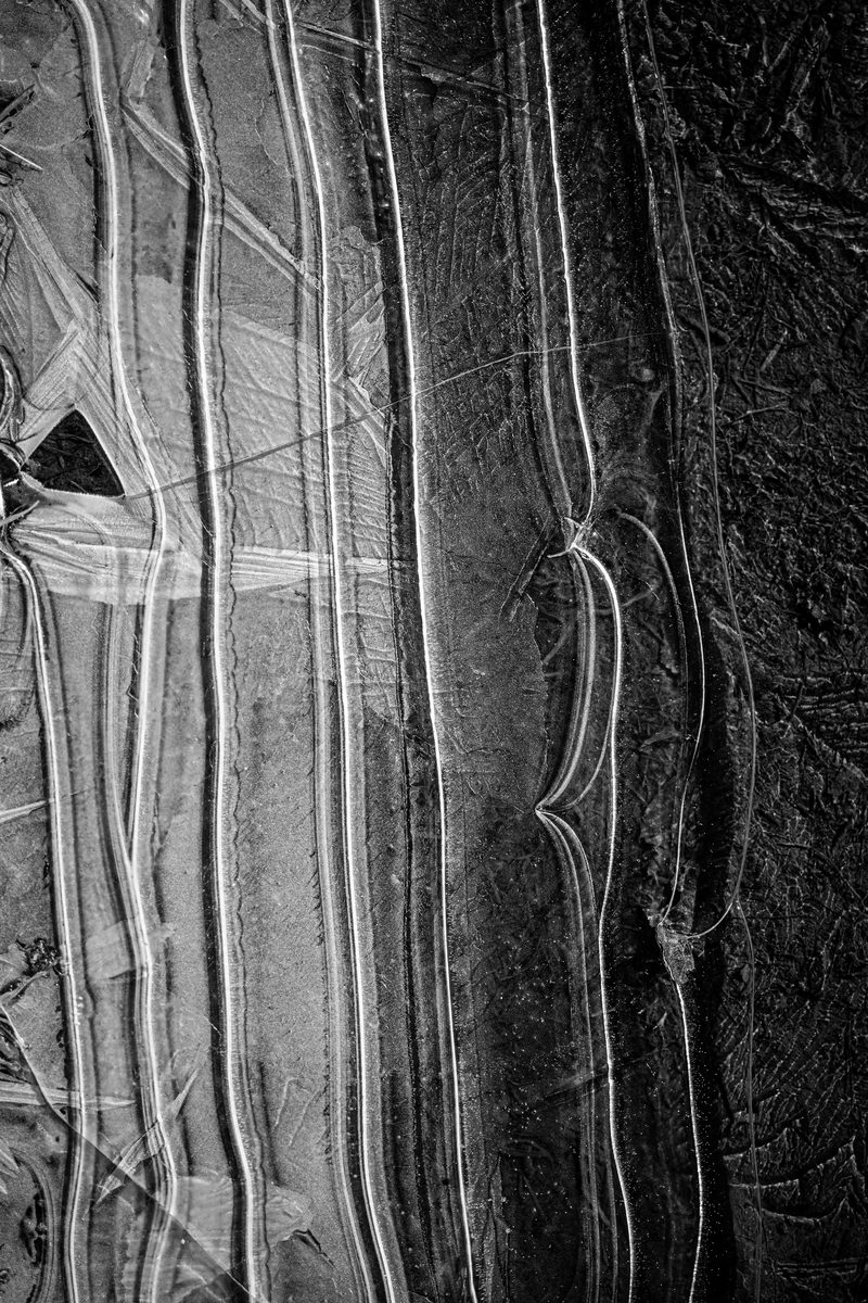 Flaque glacée — les nervures du gel