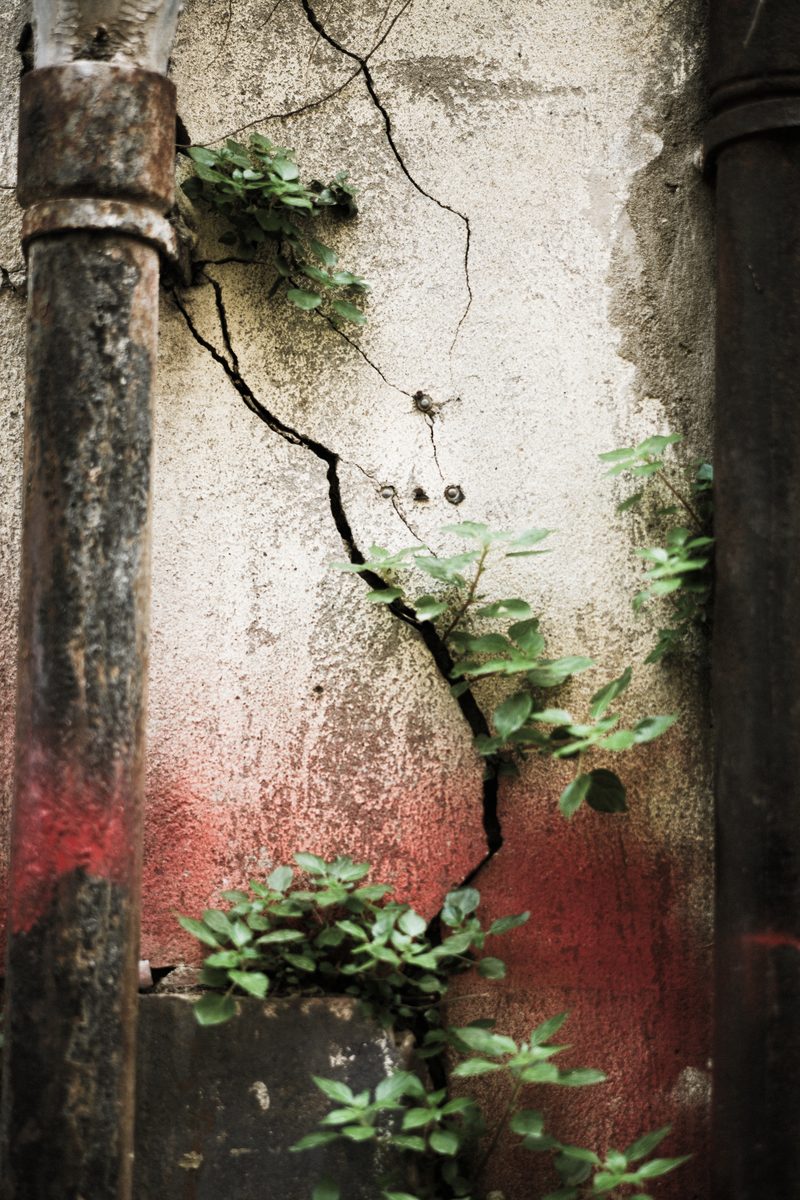Mur fissuré — le rouge et les herbes folles