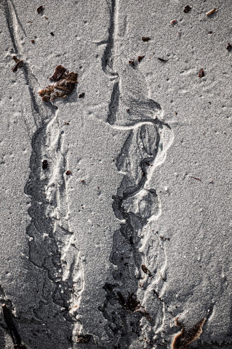 Algue — l'empreinte laissée dans le sable