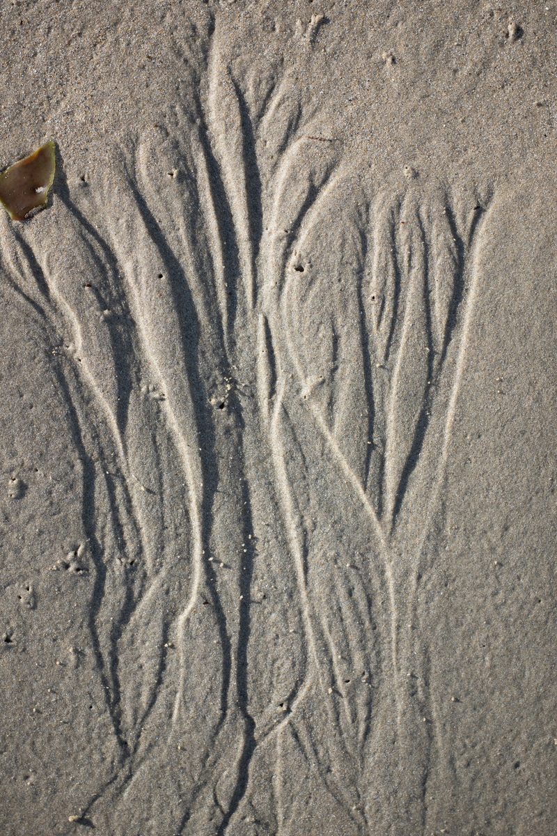Empreinte d'un arbre dessinée dans le sable