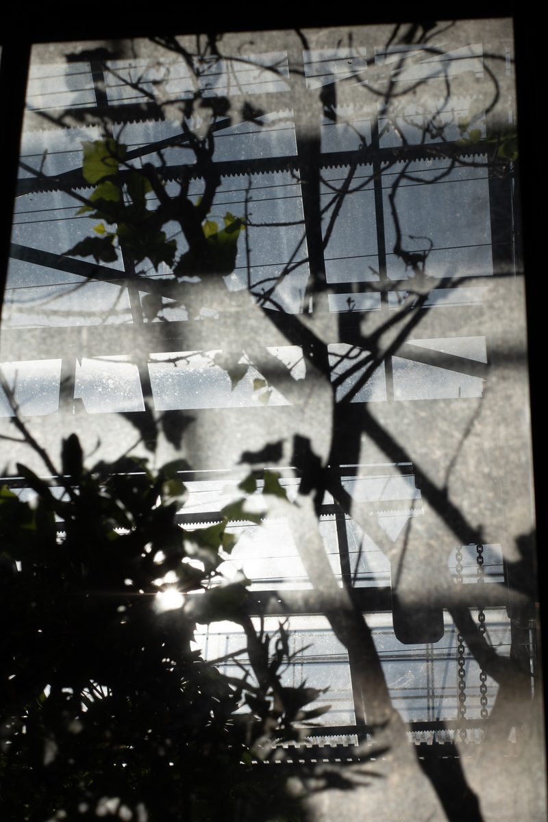 Serre — reflets et feuillages