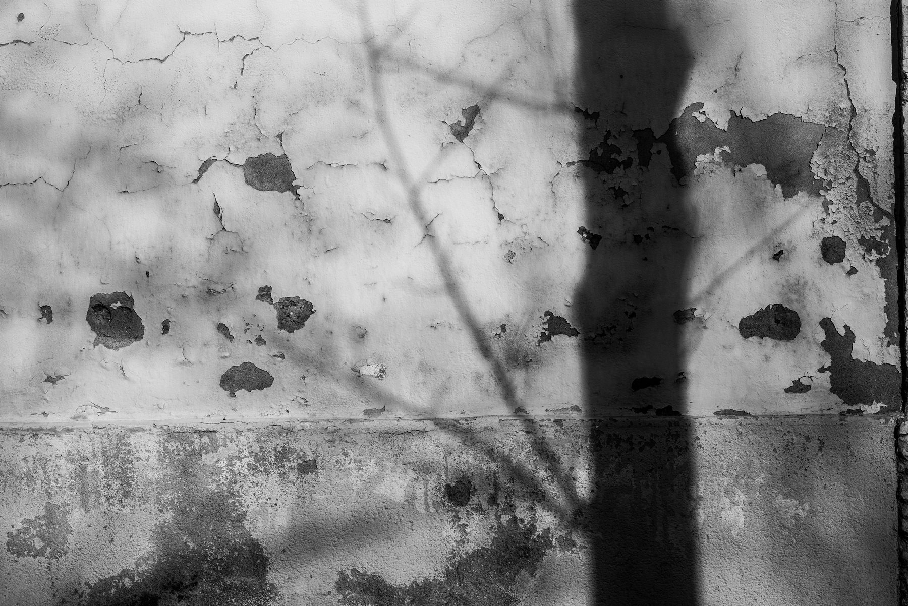 Ombre d'un arbre portée sur un mur — photographie de Géraldine Dubois
