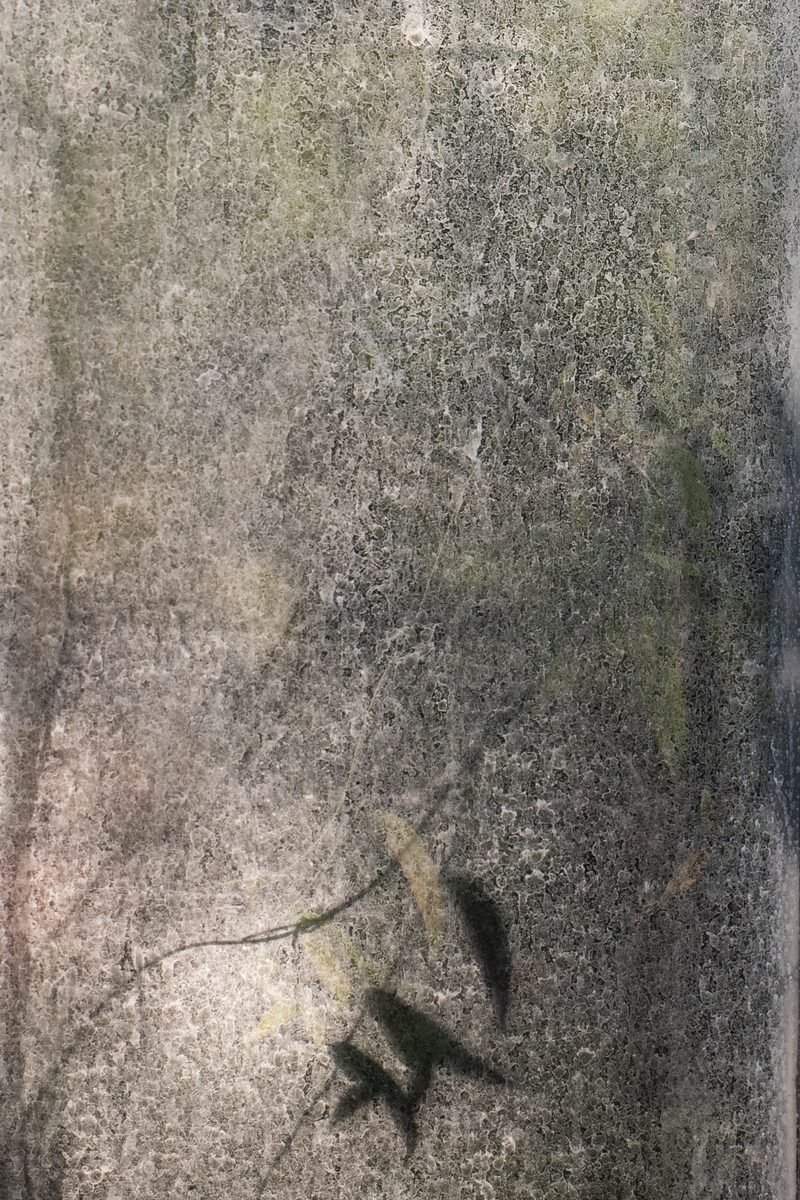 Apparition — un rameau derrière le verre encrassé