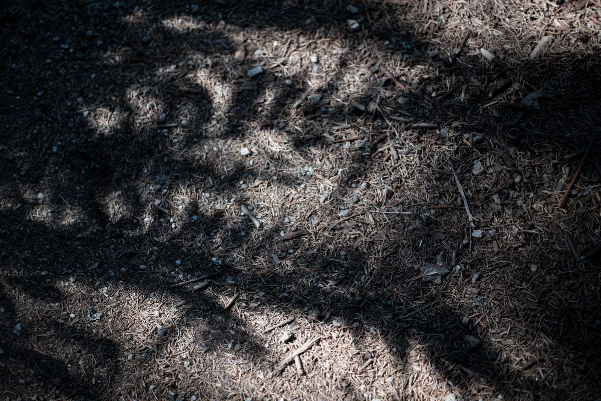 Ombres de feuillage sur un chemin d'aiguilles de pin