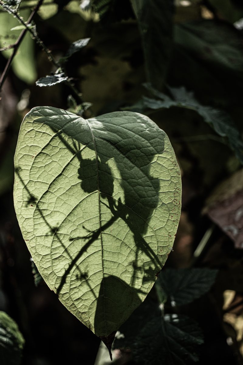 Contre-jour — la feuille traversée de lumière