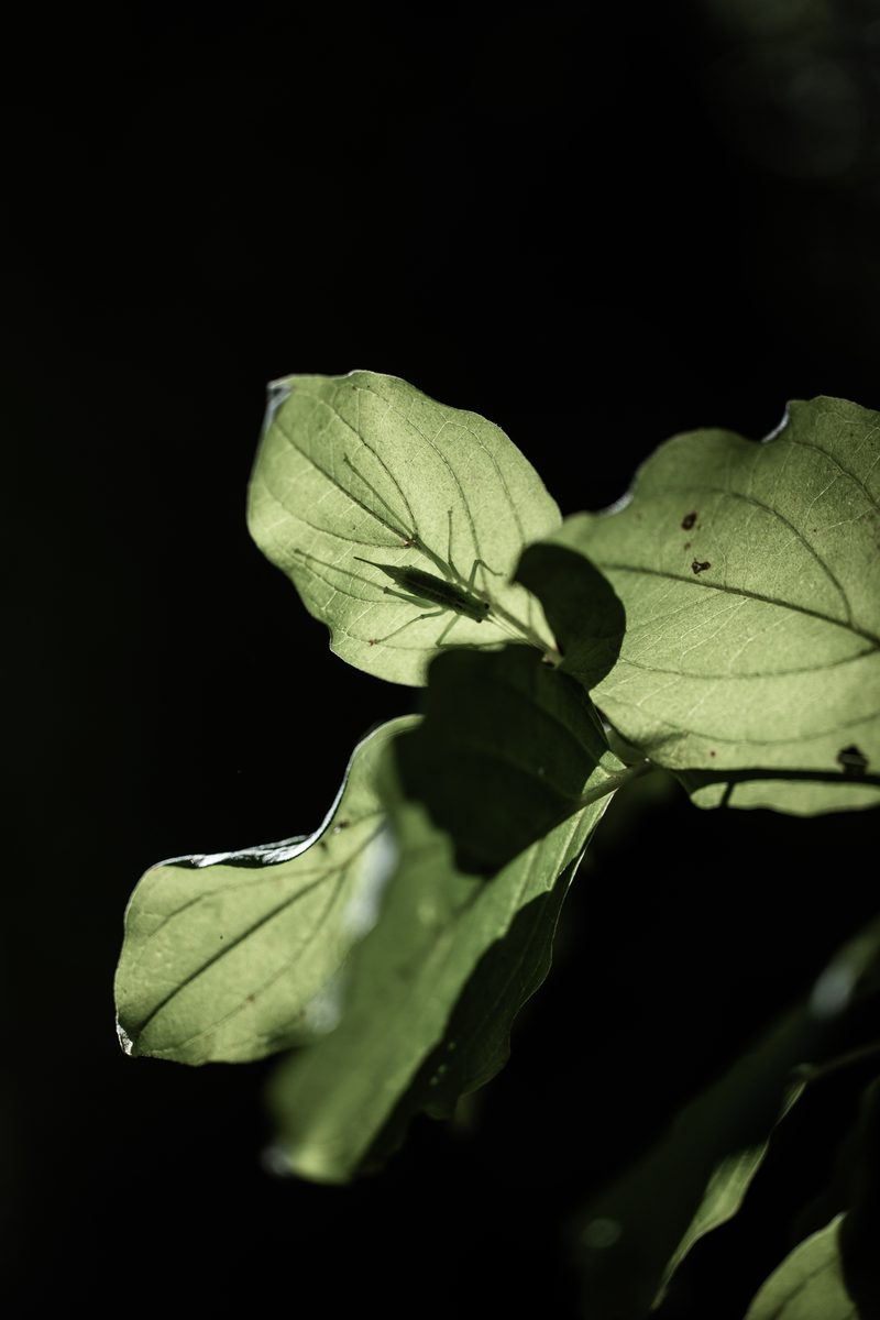Feuilles éclairées — la nuit autour